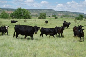 Small cows on grass